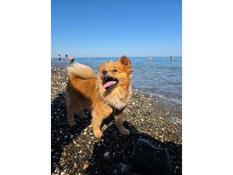 Sevimli erkek pomeranian