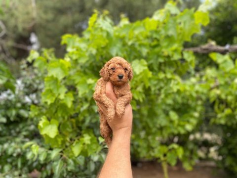 Dişi ve erkek poodle bebeklerimiz