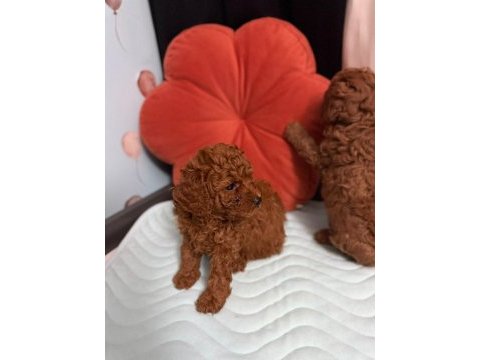 Poodle dişi erkek yavru