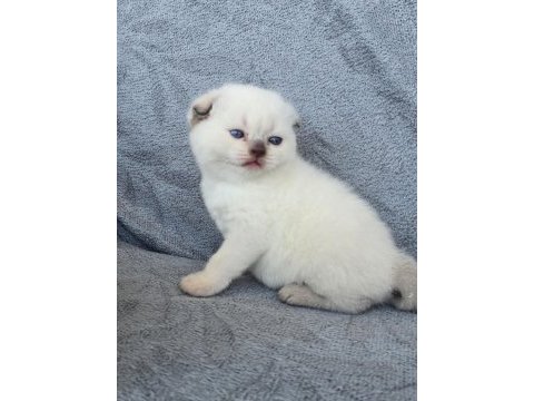 Scottish fold blue point