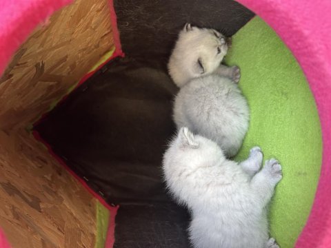 Saf british shorthair yavrularımız