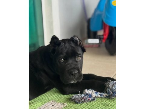 Türkiyenin en güvenilir çiftliğinden cane corso
