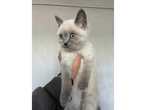 Bluepoint yavru british shorthair
