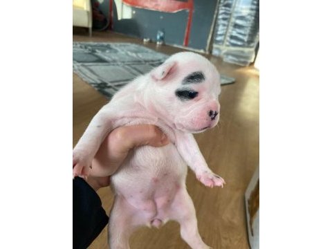 2 haftalık french bulldog yavrularımız yeni yuva arıyor