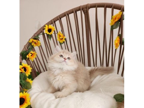 Safkan brıtısh golden yavrular hazır