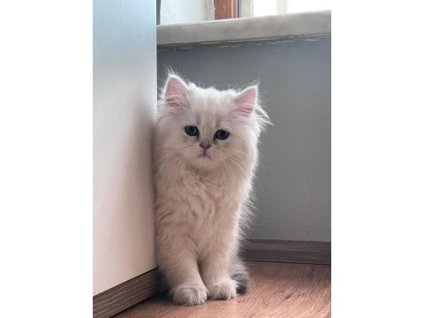 British longhair yavru kediler