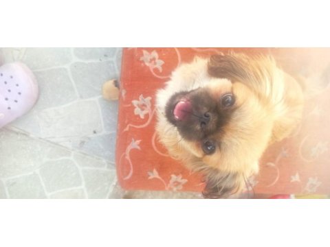 Minik afacan shih tzu yavrumuz