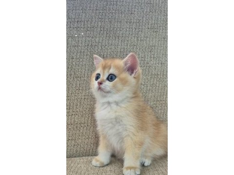 Safkan cins garantili golden british shorthair