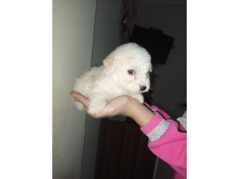 Anne poodle baba terrier yavruları
