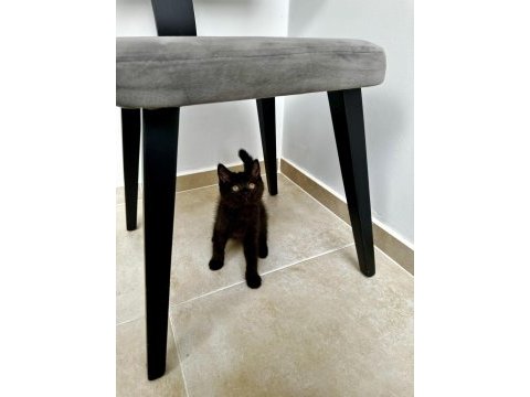 British shorthair yavrumuza aile arıyoruz