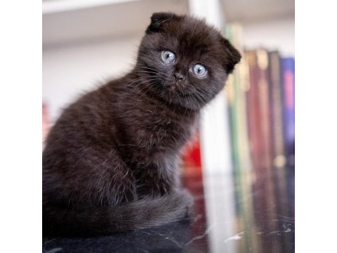 Scottish fold dünyalar tatlısı