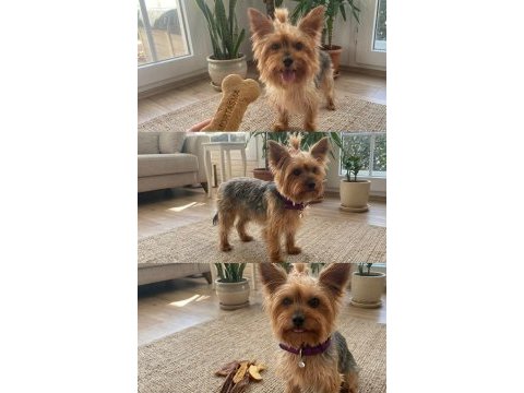 Çok akıllı süs köpeği