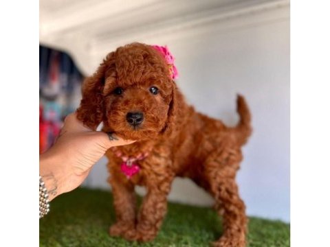 Tuvalet eğitimli toy poodle yavru