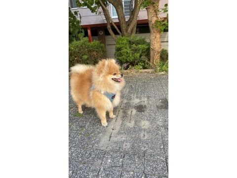 Satılık pomeranian oyuncu karakter
