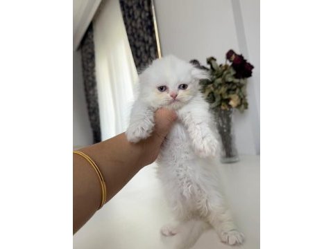 2 dişi ve 1 erkek safkan iran kedisi yavrularımız 45 günlük