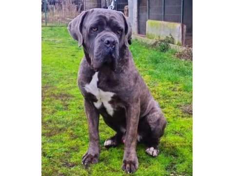 Safkan cane corso yavrular istanbul da