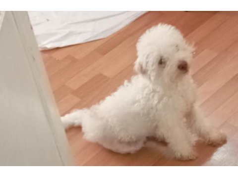 Beyaz maltipoo köpeği