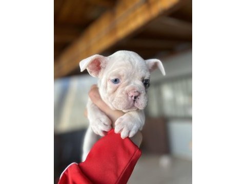 Mavi gözlü french bulldog bebekler