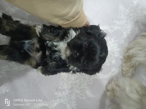 Shih tzu siyah