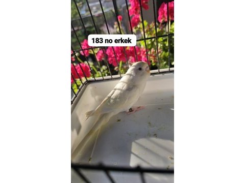 Son 10 adet yavru muhabbet kuşu açıklamayı okuyun