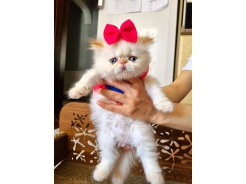 İran exotic longhair bebekler