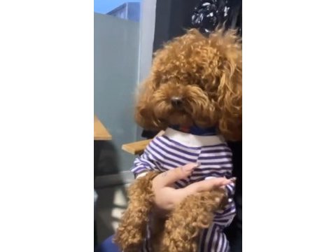 Toy poodle erkek 1,5 yaş kore kan çorlu