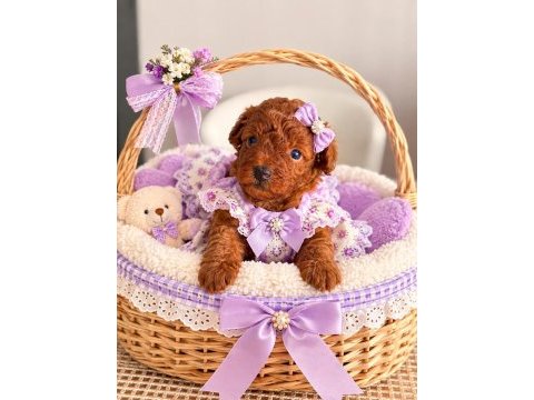 A kalite poodle yavrularimiz