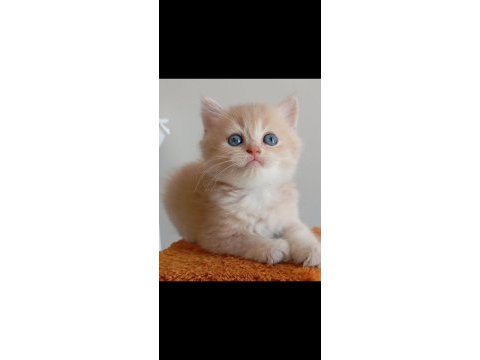 Safkan british longhair ve shorthair yavrularım