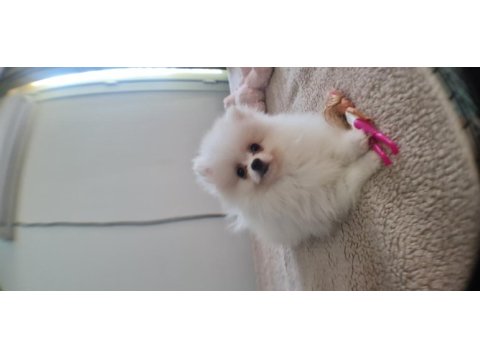Pomeranian boo bebeklerimiz ırk garantili