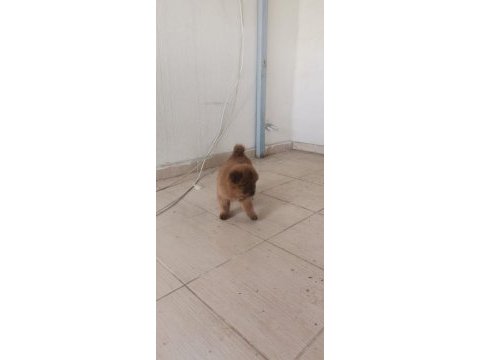 Erkek dişi 45 günlük yavrular chow chow