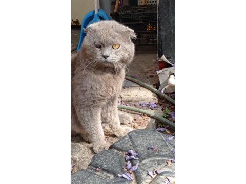 British shorthair kedimize acil yuva arıyoruz