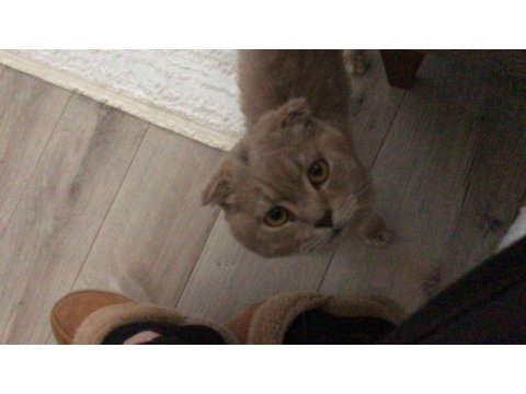 1 yaşında erkek scottishfold