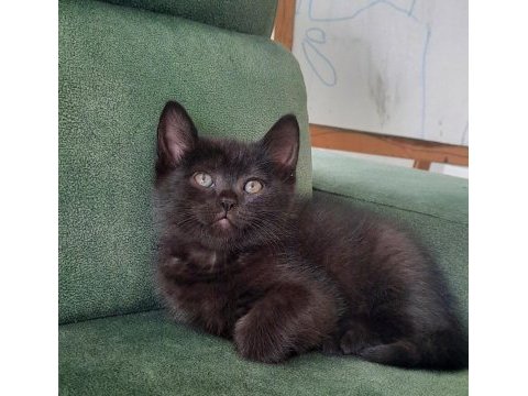 British shorthair bebekler
