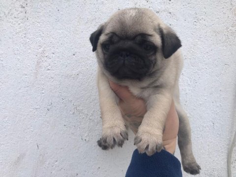 Pug köpeği 60 günlük