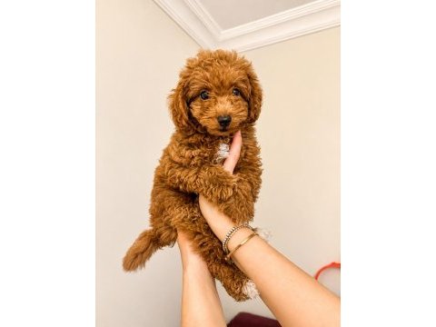 2,5 aylık erkek poodle