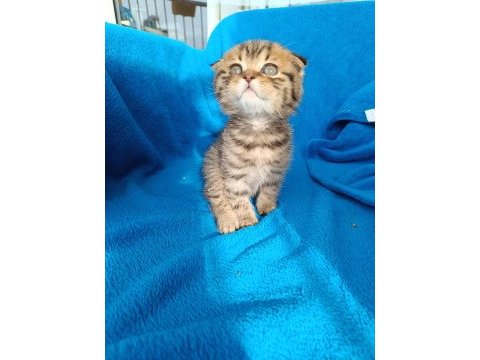 Erkek scottish fold erkek