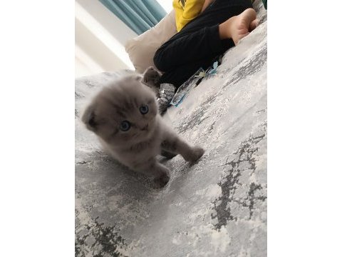 Scottish fold kedilerim rezerveye açıktır