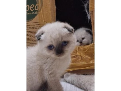 Teslime hazır scottish fold erkek yavrum yuva arıyor