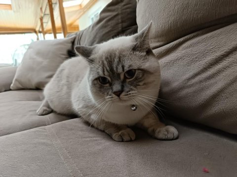 Safkan british shorthair erkek son iki yavru