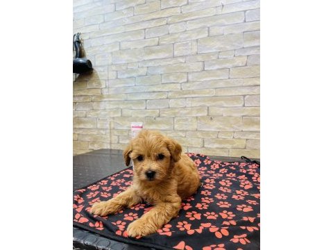 Orjinal mini boy maltipoo yavrular