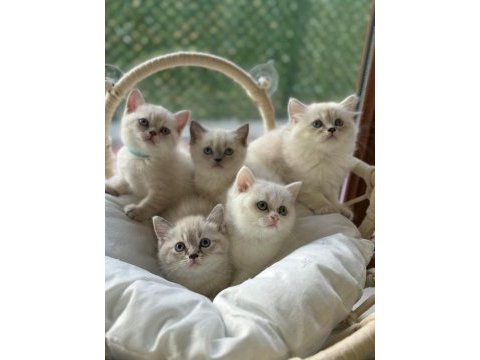 Orijinal ultra kalite british shorthair yavruları