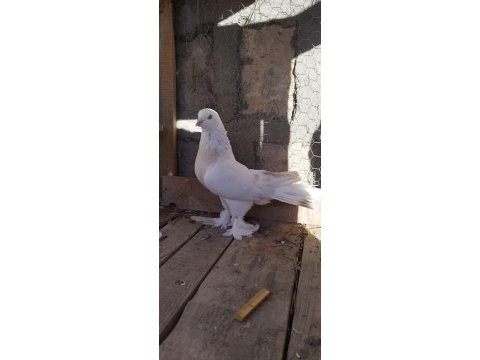 Kurenk takım üst düzey güvercin