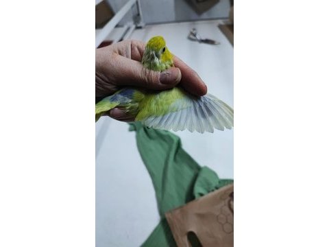 Yeni yeme düşmüş forpus papağanı bebekler