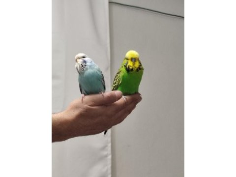 Bir çift show jumbo kuşum var ben gibi bakımlı