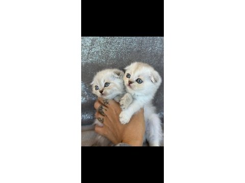 Scottish fold minnaklarım yeni yuva arıyor