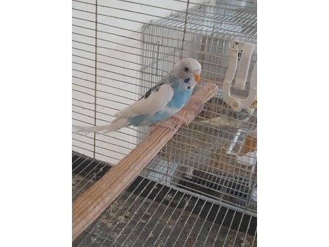 5 aylık eşe hazır genç damızlık dişi muhabbet kuşu