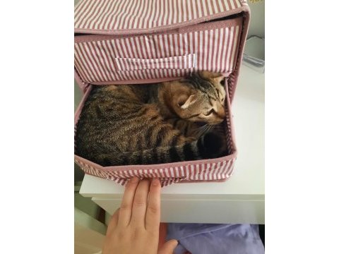 Kıvrık kulak yeni yuva arıyor