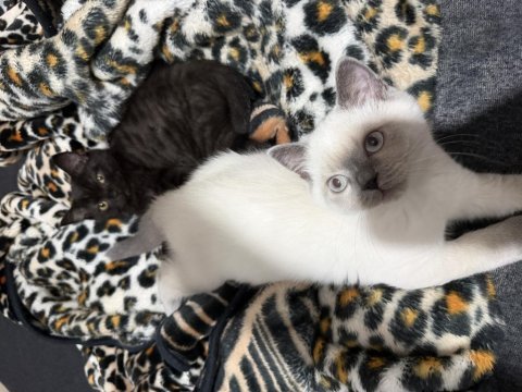 British colorpoint shorthair