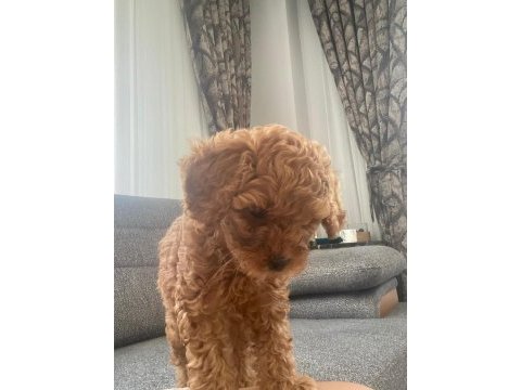 2 ay 15 günlük erkek toy poodle