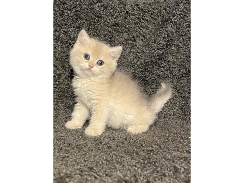 Anne baba şecereli blue golden ay12 safkan british erkek